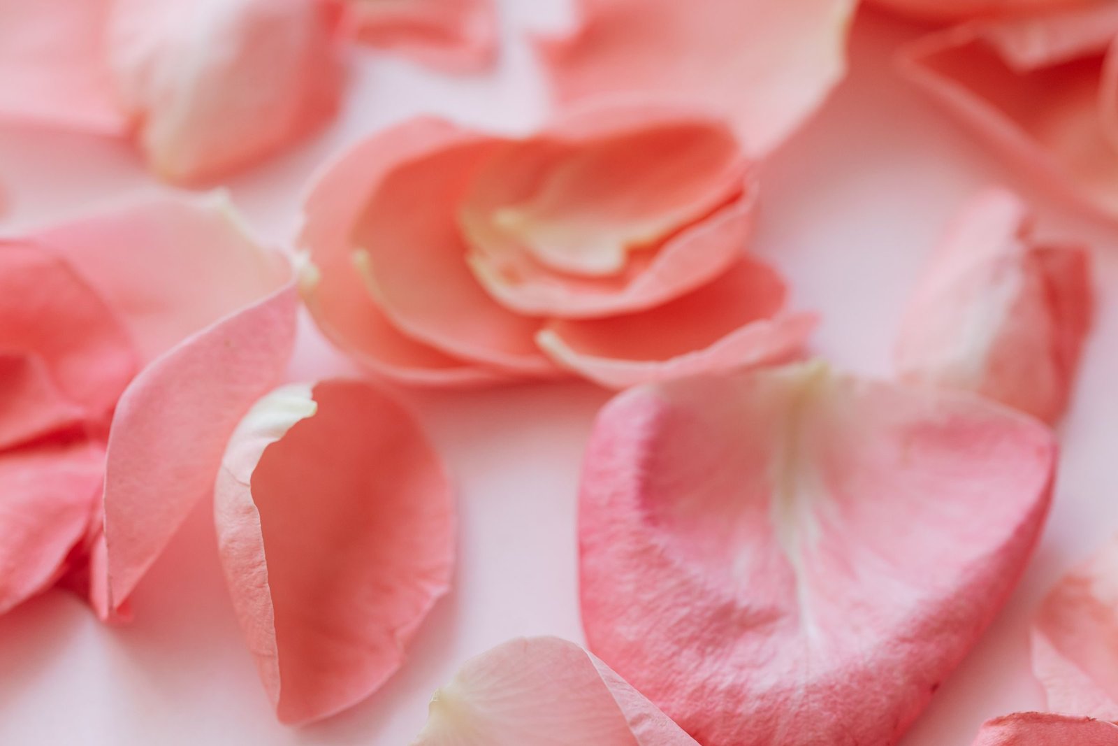 Pétalos rosados de rosa esparcidos sobre blanco